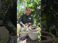How to Repot Gardenias for Maximum Blooms #plants #gardening #tutorial