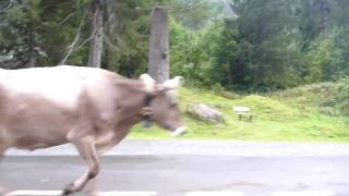 preview picture of video 'Langs de koeien op de Klaussenpas'
