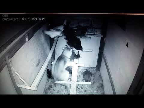 Bobcat Attack in Chicken Coop