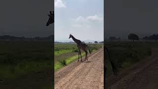 Giraffes #giraffes #solotravel #africa