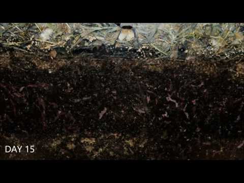 Worms At Work   20 Days Time Lapse