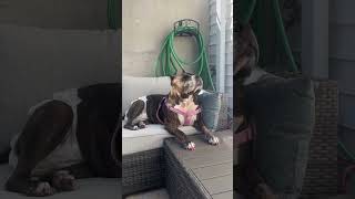 Video preview image #1 Mutt Puppy For Sale in Philadelphia, PA, USA