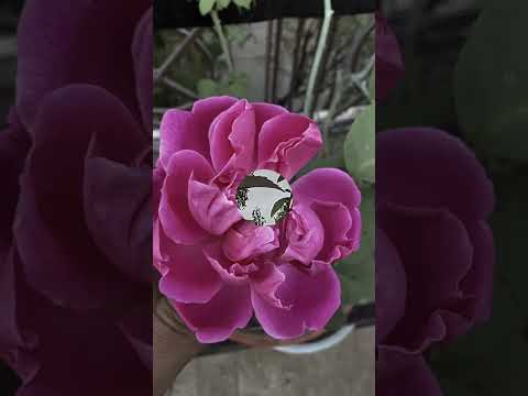 A Dream Garden in Rohini 🌿 | Creative Plant Decor & Rare Adeniums#shorts