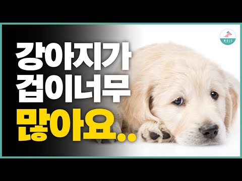 겁많은 강아지 훈련법, 개선방법 어떻게 할까요?