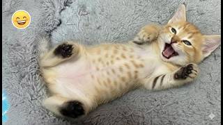 This Kitten Woke Up and Chose Chaos 😹