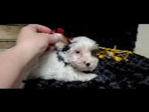 Yorkie male puppy, sweet and loving