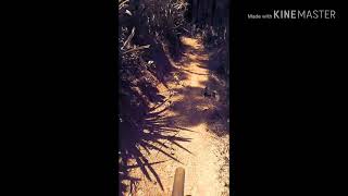 preview picture of video 'Flowing through the pine trees track - cilumuh mtb - downhill with pine forest which is very amazing'