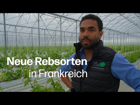 PIWI-Entwicklung in Frankreich: Rebschule Mercier setzt mit Valentin Blattner auf neue Traubensorten