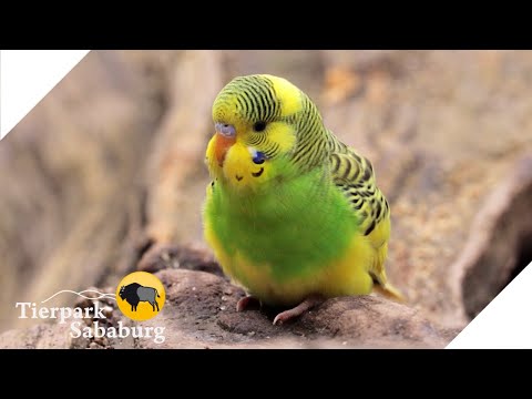 Wellensittichanlage im Tierpark Sababurg