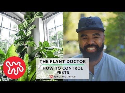 How To Control Pests | The Plant Doctor Video
