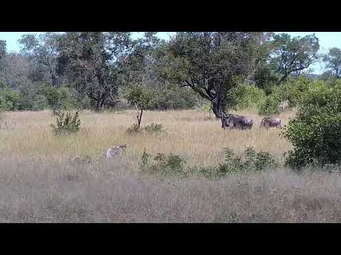 Djuma: Impalas and Wildebeests - 14:04 - 02/24/2022