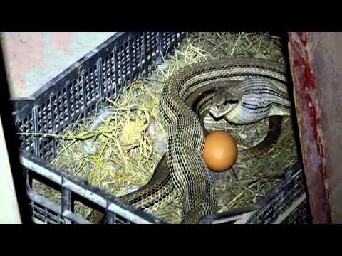 Affronti pacchi da rughe da una mummia Pacchi di faccia di tangerino