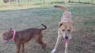 Video preview image #1 Anatolian Shepherd-Unknown Mix Puppy For Sale in Rustburg, VA, USA