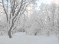 Зимонька-зима у лісі_0001.wmv 