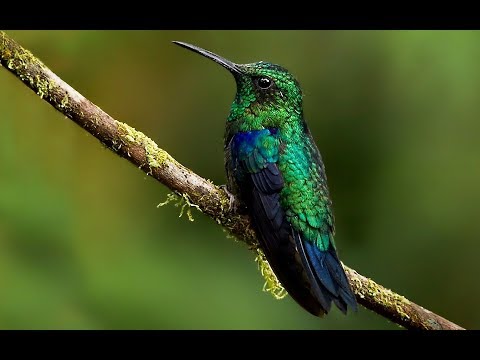 ZAHNHAUSEN - TOCCATA