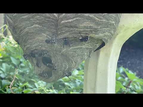 Aggressive Bald-Faced Hornets on the Water Foundation in Far Hills, NJ
