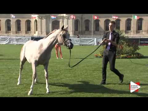 N.51 TAJ AL FAYYAD - Chantilly 2015 AWC - Colts 1 year old (Class 6B)