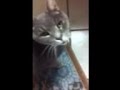 Whiskey The Talking Cat In Keyser WV Says Momma