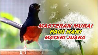 Download lagu 🔴 LIVE 13 - Masteran Murai Batu Malam Hari Full Isian Tembakan kasar Murai Apapun Gampang Nyaut mp3