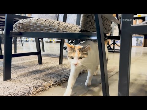 'Exciting update' in search for Richmond's beloved Lowe's cat Francine
