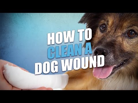 How to Clean and Treat Dog Wound (Dog First Aid Basics)