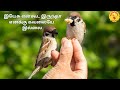 Chittu Kurivi Enna Pannuringa Little Sparrow Song Sunday School Songs In Tamil