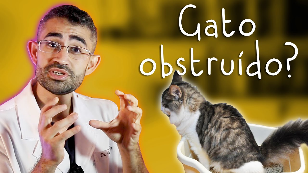 Doença do Trato Urinário Inferior Felino  | Dica Veterinária #57