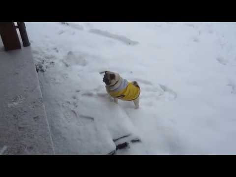 fat pug tries its best to climb up 2 stairs