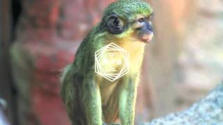 Clint Eastwood (Ed Case/Sweetie Irie Remix) - Gorillaz