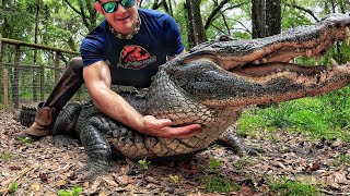 FEEDING CROCODILES & ALLIGATORS