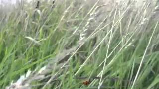 John Denver Life Is So Good 360p