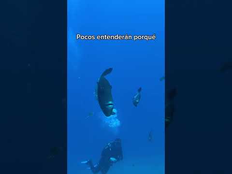 💀💀 #miedo #buceo #animales #canarias #snorkeling #buceo #peces #playa #talasofobia #oceano #mar
