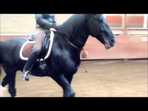 Black lipizzaner stallion Siglavy Capriola @ training