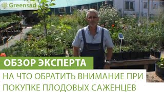 Смотреть онлайн Как правильно выбрать саженец