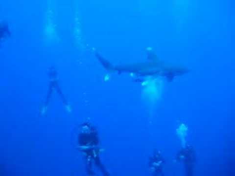 Oceanic White Tip