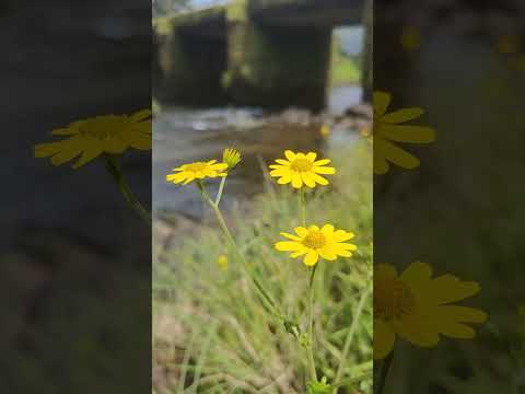 Love for flowers and nature 🌻🌱 #nature #flowers #peace  @Tejashree_Kakade
