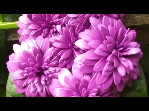 How To Make Paper Chrysanthemum Flowers (Use Dies)/1