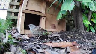 Man Set Up His Ring Next to a Hedgehog House   This is What He Saw   RingTV