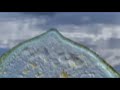 Velella Velella wash ashore in Seaside