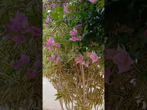 Ruas de Catalão-Goiás
