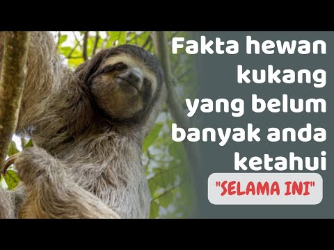 Kukang: Fakta Unik dan Misteri Tersembunyi dari Hewan Pemalas Ini! Yang belum anda ketahui
