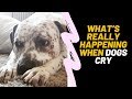 This Is What S Really Happening When Dogs Cry WatchZozo