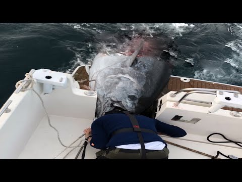 Amazing Fastest Giant Bluefin Tuna Fishing Skill - Amazing Handline Fishing Tuna Videos