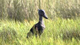 preview picture of video 'Birds of Uganda - Shoebill'