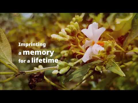The shiuli tree in my frontyard #flower #life #beautifullyrics #nature #parijat #nightjasmine