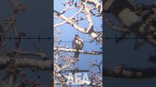 Hunting Eurasian Doves with the AEA Element 2.0