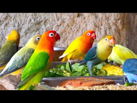 Lovebird Meal Time - There Are Many New Juvenile Lovebirds