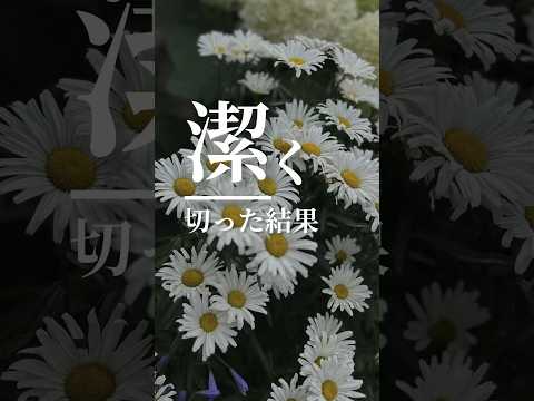 デイジー 植物