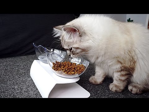 Kitten gets new food bowls