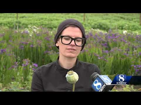 Another opium poppy field raided in Monterey County